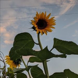 Meet your Posher, Dani